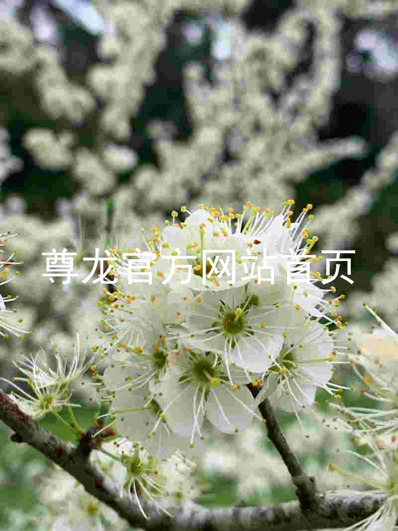 尊龙官方网站首页